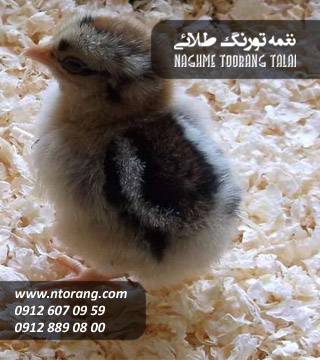 فروش و پرورش جوجه گوشتی شاکری